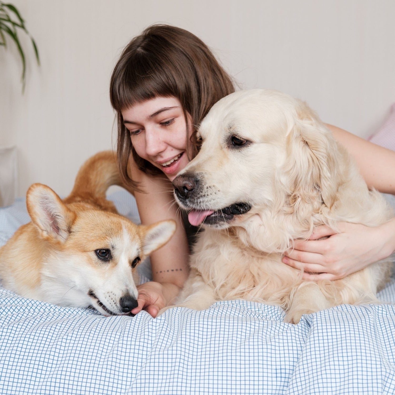 Pets